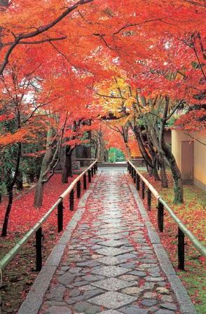 momiji
